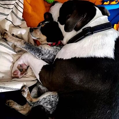 O cão adora dormir ao lado dos filhotes.