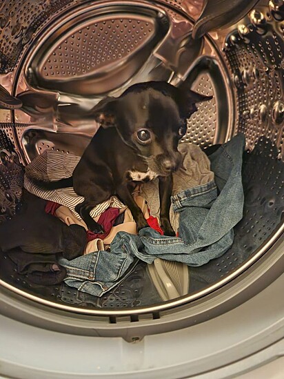 Piddle dentro da máquina de lavar.