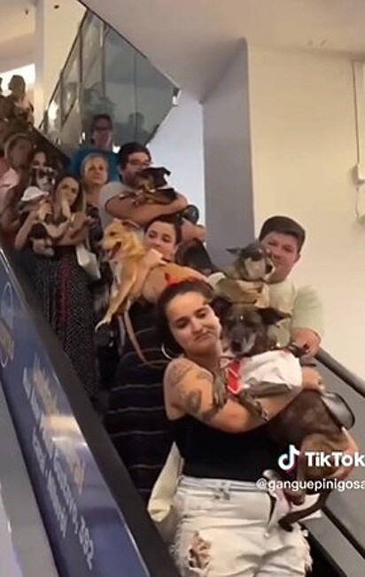 Cães desceram escada rolante do shopping. 