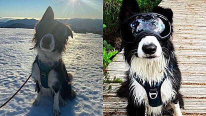 Cão com doença ocular rara, vive normalmente graças a óculos especial.