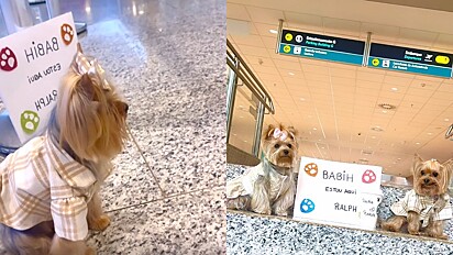 O cãozinho esperando a namorada no aeroporto.