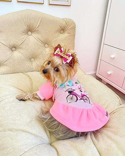 A cachorrinha Babíh.