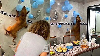 Pit bull invade festa de aniversário e destrói decoração.