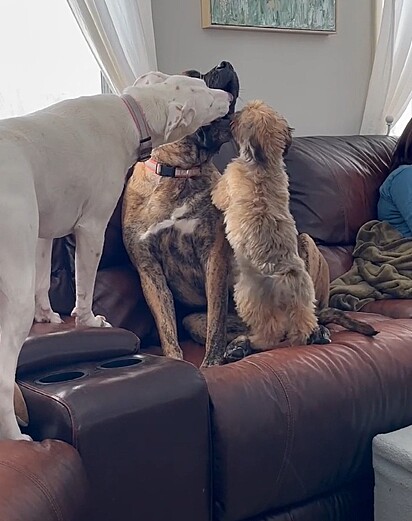Rex recebendo apoio dos seus irmãos caninos.