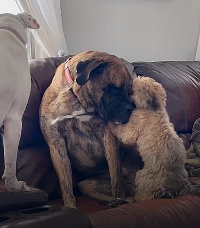 Rex adora a companhias dos seus irmãos caninos.
