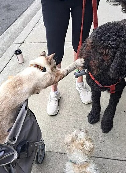 Ele gosta de acariciar os cãezinhos que encontra na rua. 
