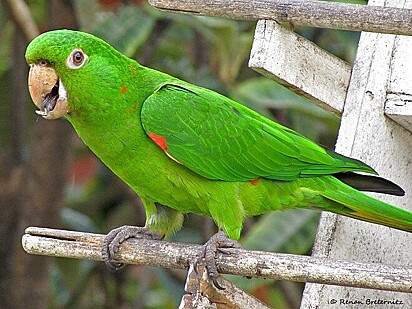 Pesquisador descobriu mensagem que cada papagaio tem ao cantar. 