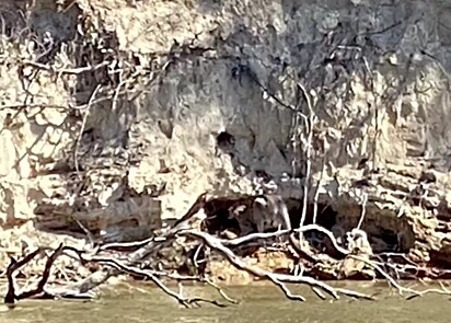 O animal foi visto preso entre a água e as rochas.