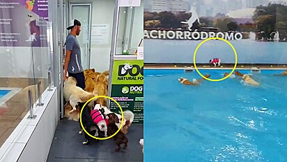 Cachorra confunde aula de natação com de atletismo e dá volta olímpica entorno da piscina
