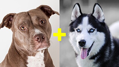 Conheça um cão da raça pitsky, mistura de pitbull com husky siberiano.