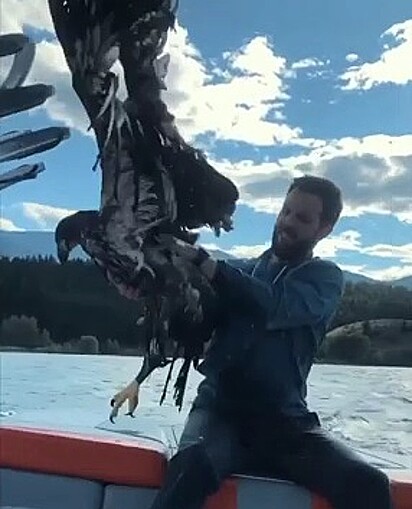 Durante passeio de barco, homem salva águia-careca que estava se afogando.