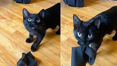 Gato procura objetos para presentar seus humanos.