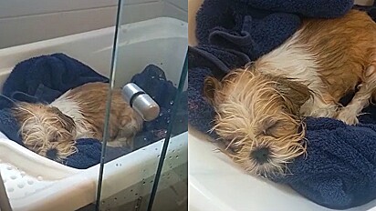 Cachorrinha relaxa tanto em banho que adormece e não acorda por nada.