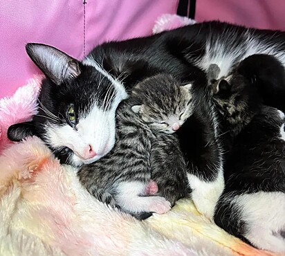 A gatinha deu à luz quatro filhotes.