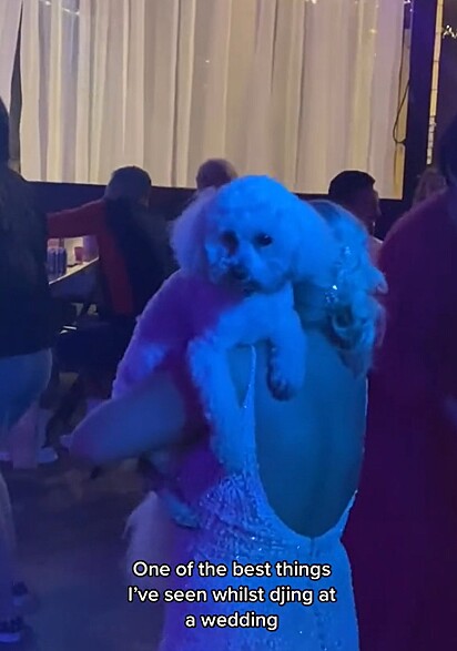 O cãozinho estava dançando no colo de sua dona.