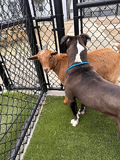A cabra não consegue ficar longe do seu amigo canino.
