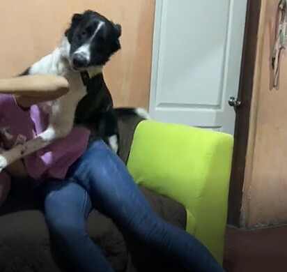 O cão pulou numa mulher sentada no sofá.