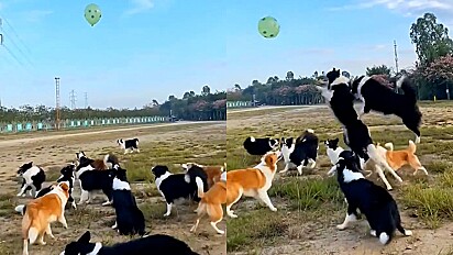 Cães são vistos brincando alegremente com balão.