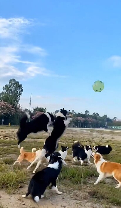 Um cão em especial acertou cinco vezes o balão.