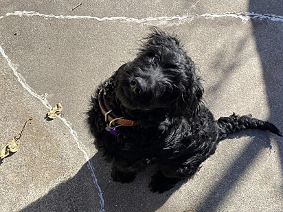 Cachorro é um golden retriever mestiço. 
