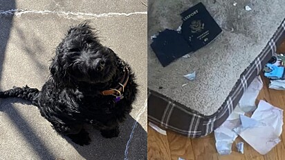 Cão destruiu todo passaporte de tutor. 