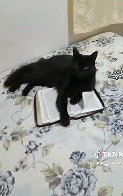 Gato estava deitado com a bíblia. 