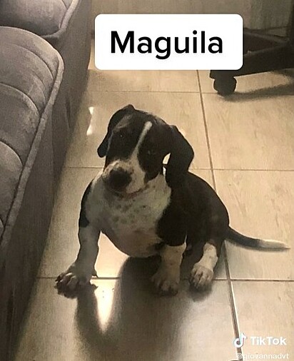 Conforme tutora, Maguila é muito forte e brincalhão. 