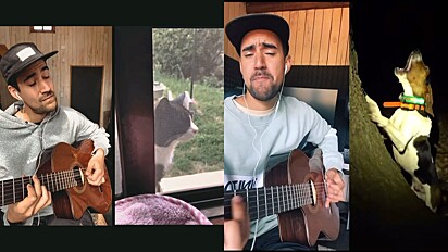 Músico faz duetos incríveis com animais de estimação e vídeos viralizam.