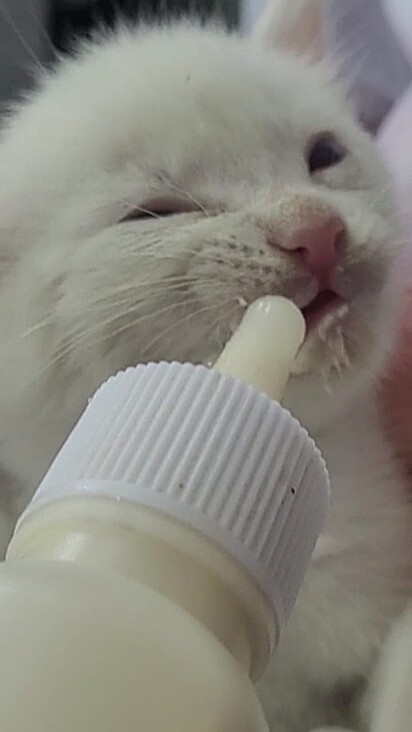 Caqui precisou ganhar leite especial para gatos na mamadeira. 