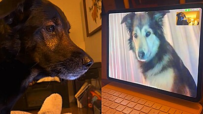 Cães matam a saudade através de videochamada.