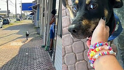 Pontual, cachorro vira-lata não perde a hora de chegar no trabalho.