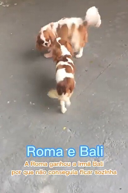 As cachorrinhas Roma e Bali.