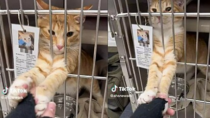 Tigger tenta convencer humana a adotá-lo. O gato estica suas patinhas para a voluntária do abrigo.