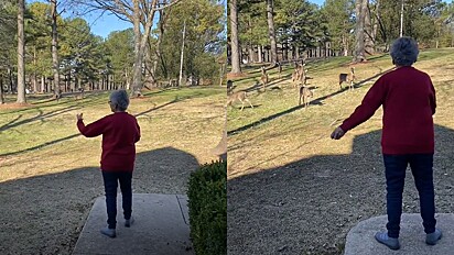 Princesa da Disney aposentada: Todos os dias idosa alimenta amigos cervos no quintal de sua casa.