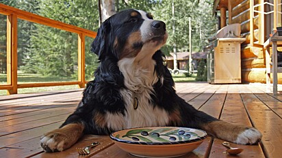 Cães podem sentir necessidade que os tutores estejam junto para comer. 