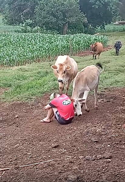 O gado consolando o rapaz.