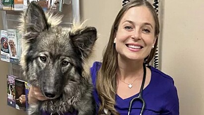 Médica veterinária ao lado de cão híbrido com lobo.