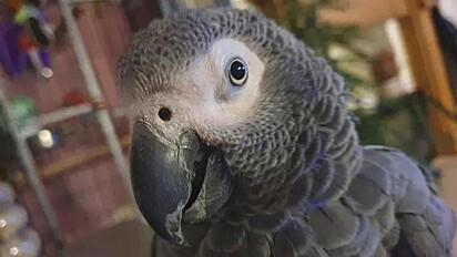 Jack é uma fêmea do papagaio cinza africano do Congo. 