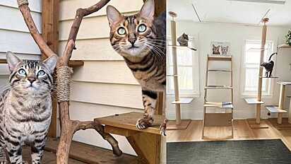 Gatos vivem em casa totalmente produzida para eles. 