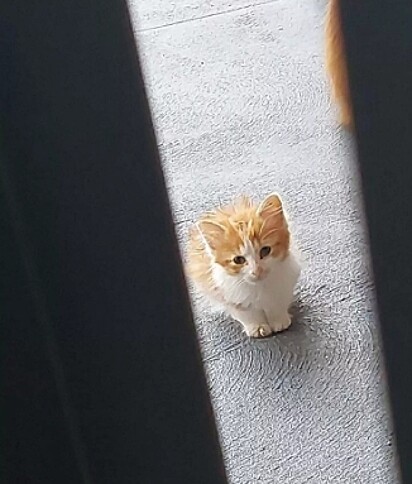 Um filhote de gato está em frente a porta de Con.