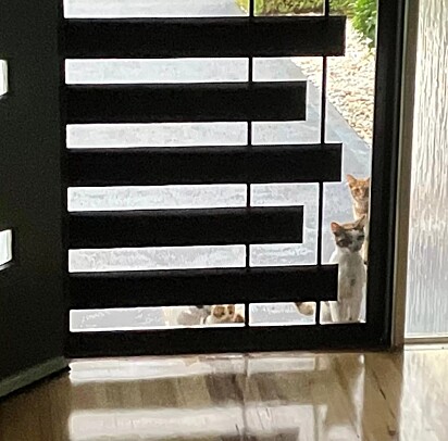 Os gatos estão reunidos na frente da porta.