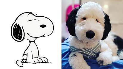 Cachorro idêntico ao personagem Snoopy ganha corações nas redes sociais.