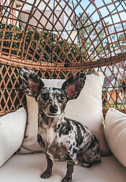 Ollie em uma cadeira de descanso.