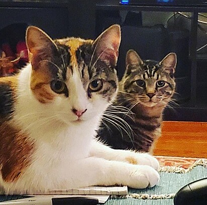 Gonzo e sua irmã felina.