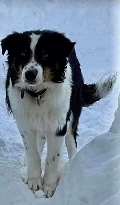 O cão está na neve na Ilha do Príncipe de Gales.