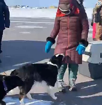 O cão foi transportado de avião.
