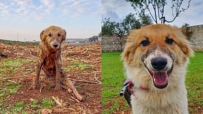 O cachorro Bobby ficou paralisado por causa do terremoto na Síria.