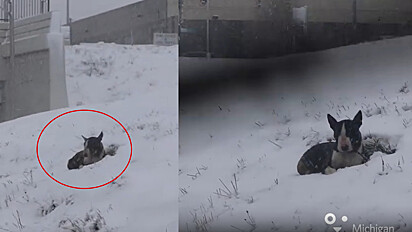 Cachorrinho se senta na neve com esperança de ser resgatado