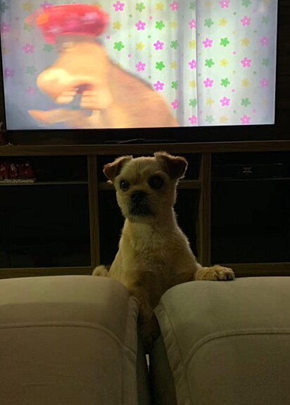 O cãozinho está assistindo TV.
