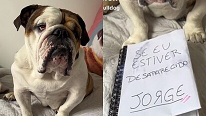 Cão viralizou com dossiê caso desapareça. 